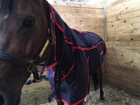 Using the Activo-Med Blanket for Recovery and Prevention after Exercise